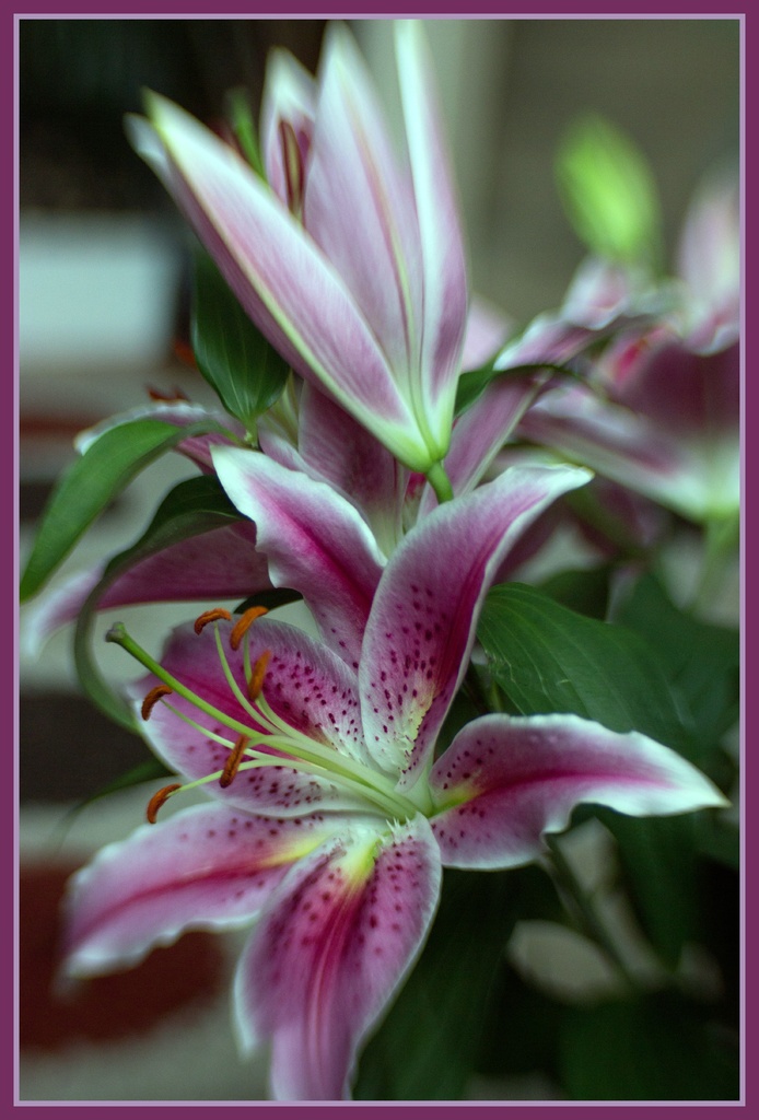Beautiful lilies by bizziebeeme