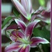 Beautiful lilies by bizziebeeme