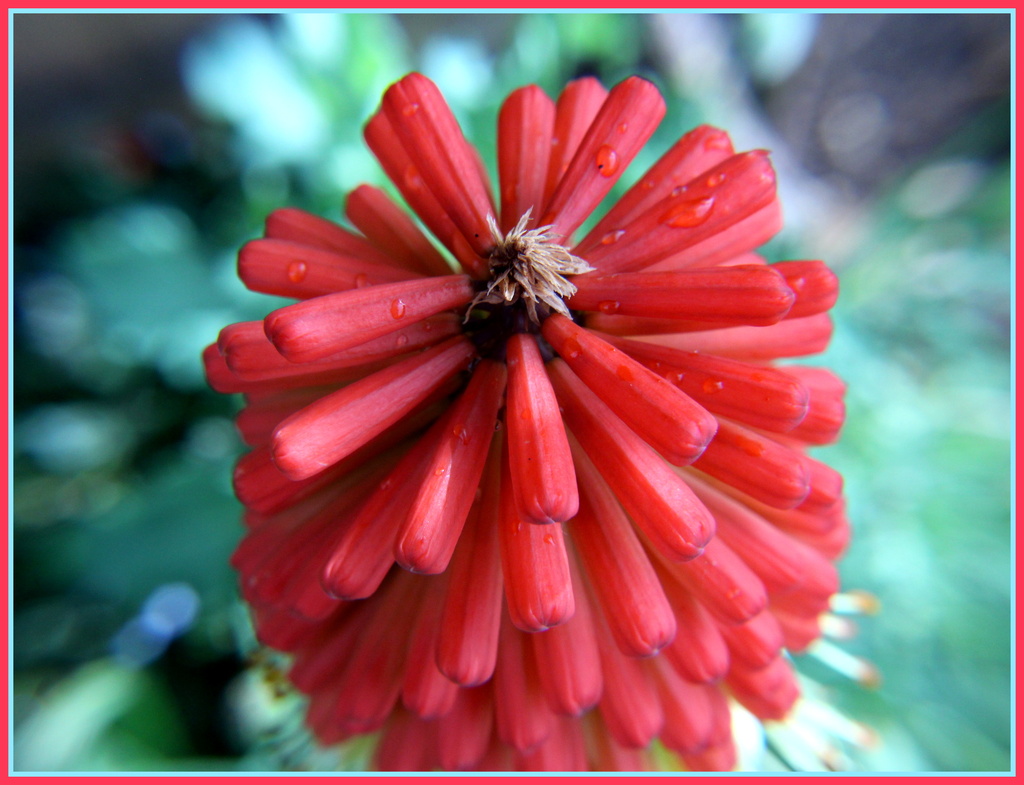 Red hot poker by busylady