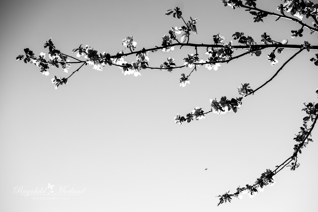 Apple Blossoms by ragnhildmorland