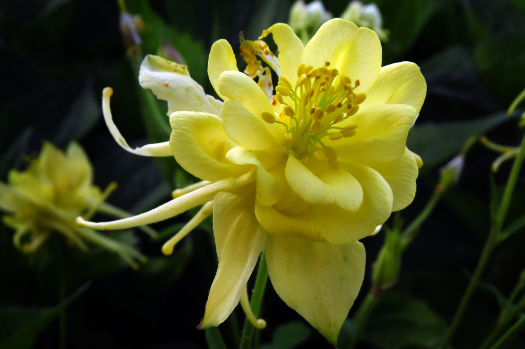 Yellow Beauty by milaniet
