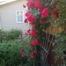 Last year's roses by bruni