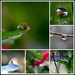 droplet collage  by dianeburns
