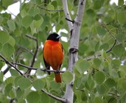 27th May 2014 - Baltimore Oriole