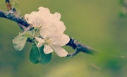 27th May 2014 - Apple Blossom  