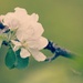 Apple Blossom   by mandyj92