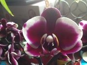 27th May 2014 - Dinkie the second Orchid 