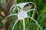 16th Apr 2014 - spyder lily