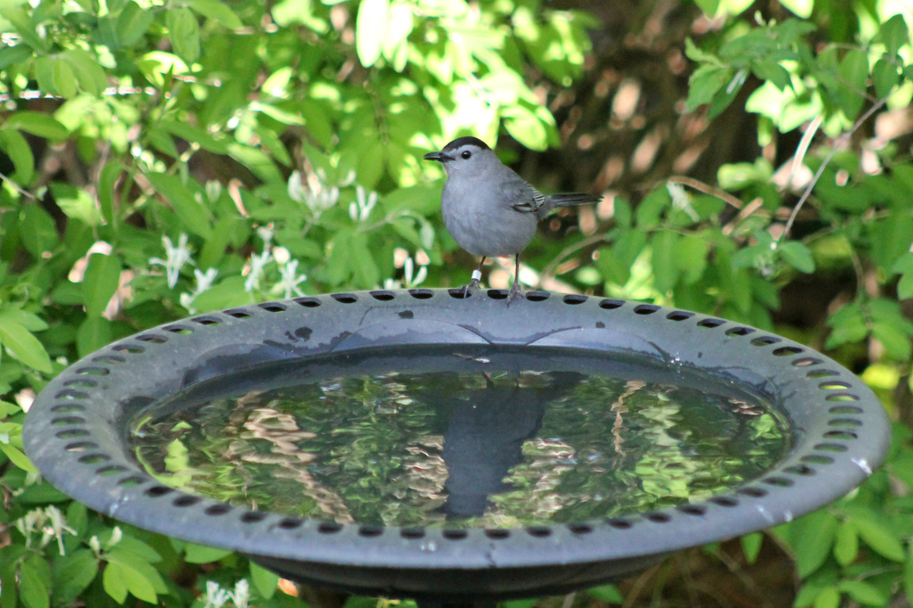 Birdbath Reflections by lauriehiggins
