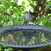Birdbath Reflections by lauriehiggins