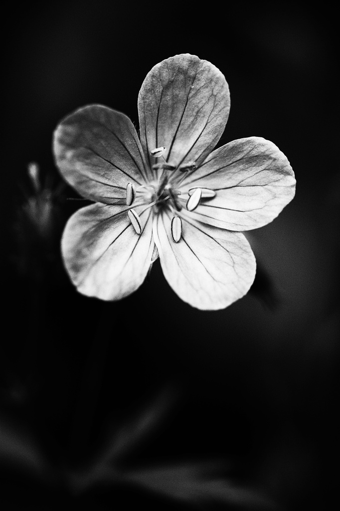 Geranium in Black and White  by mzzhope