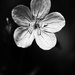 Geranium in Black and White  by mzzhope