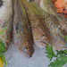 Vaison La Romaine Market Fish by jyokota