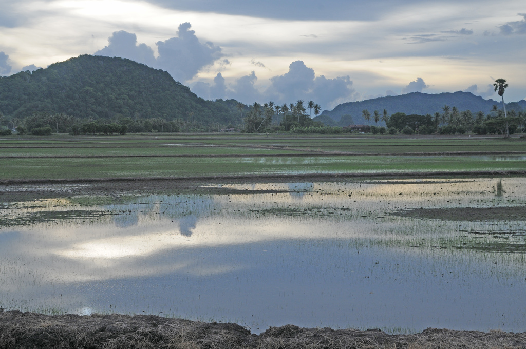 Evening at rice paddy Arau Perlis by ianjb21