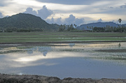 16th May 2014 - Evening at rice paddy Arau Perlis