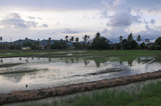 17th Apr 2014 - evening reflections on rice paddy