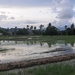 evening reflections on rice paddy by ianjb21