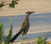 25th May 2014 - Roadrunner (Greater)