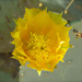 Cactus Flower... by rosiekerr