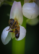 27th May 2014 - Bee Tuesday