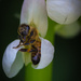 Bee Tuesday by princessleia