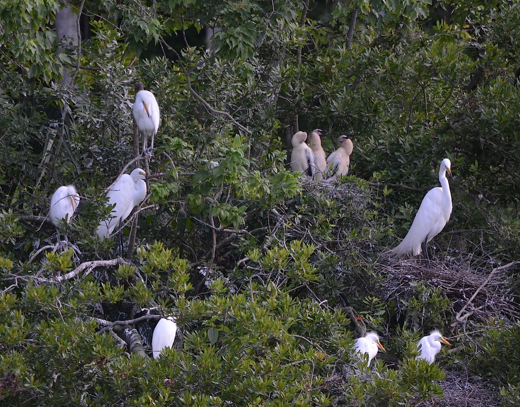 White ibis and young at rookery, Audubon Swamp Garden, Charleston, SC by congaree