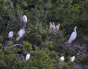 27th May 2014 - White ibis and young at rookery, Audubon Swamp Garden, Charleston, SC
