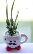 28th May 2014 - Cactus jar with a mustache