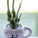 Cactus jar with a mustache by elisasaeter