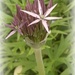 Allium  by beryl