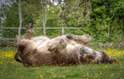 28th May 2014 - having a roll