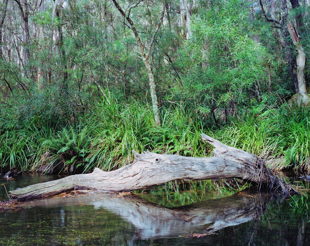 River log by peterdegraaff