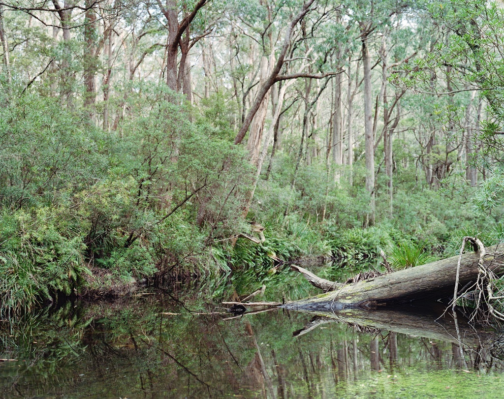 Mongarlowe River by peterdegraaff