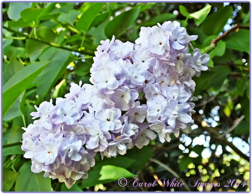 Lilac Time by carolmw