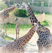 28th May 2014 - Baby Giraffe Framed by her Family 