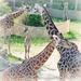 Baby Giraffe Framed by her Family  by alophoto
