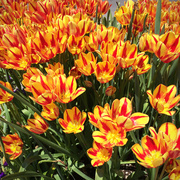 28th May 2014 - Canadian Tulips