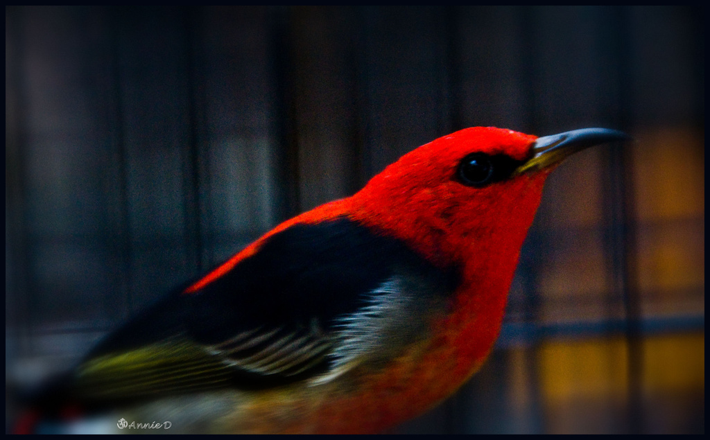 Scarlet Honeyeater (male) by annied