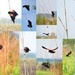 Red-winged Blackbird by kareenking