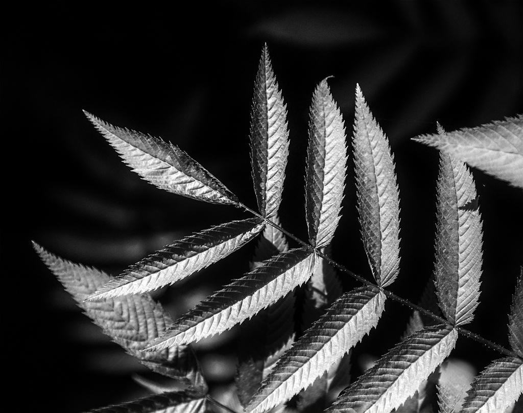 Black and White Sumac Leaves by gardencat
