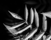 28th May 2014 - Black and White Sumac Leaves