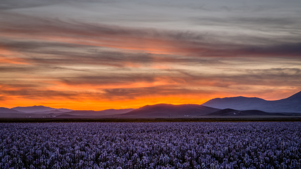 Camas Prairie Sunset by pflaume
