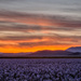 Camas Prairie Sunset by pflaume