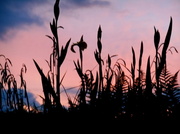 28th May 2014 - silhouettes of Irises in the twilight......