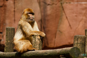 28th May 2014 - Barbary macaque