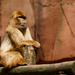 Barbary macaque by leonbuys83