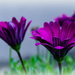 Purple Daisy by salza