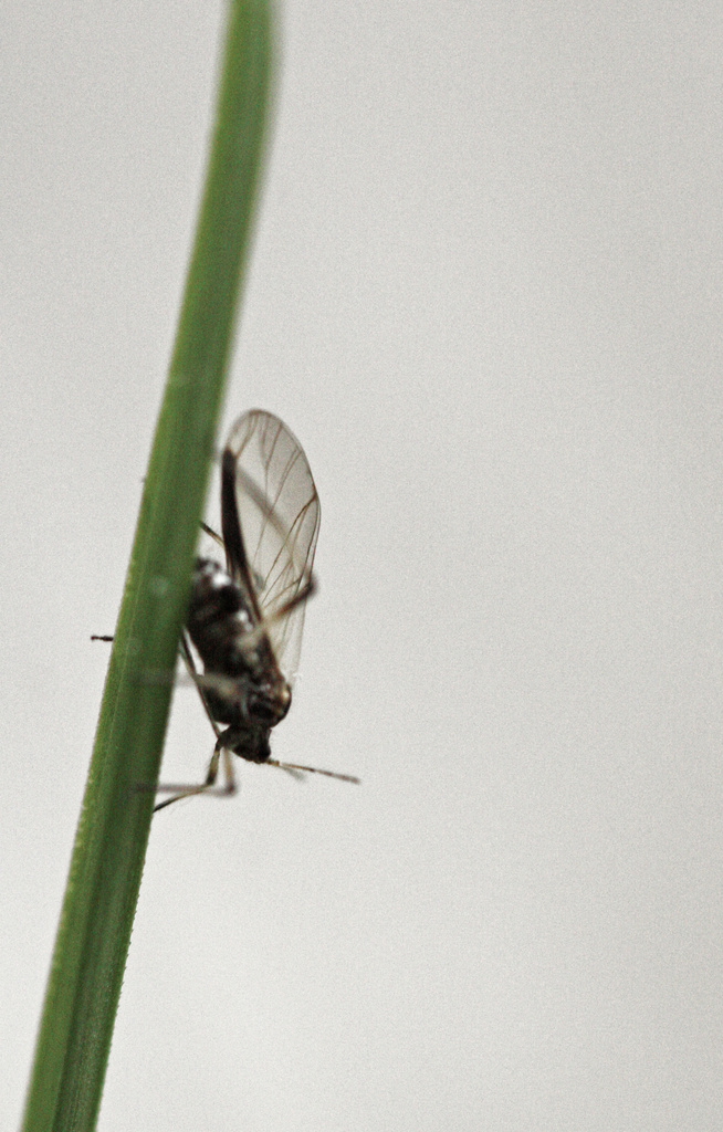 A gnat on a blade of grass by mzzhope