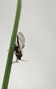 28th May 2014 - A gnat on a blade of grass