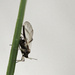 A gnat on a blade of grass by mzzhope